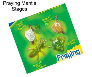Praying Mantis Stages