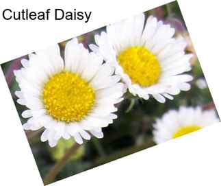 Cutleaf Daisy