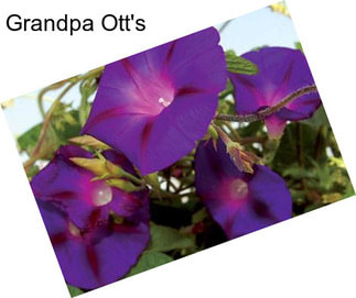 Grandpa Ott\'s