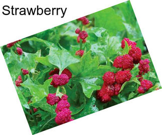 Strawberry