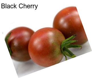 Black Cherry