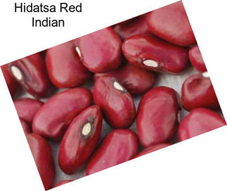 Hidatsa Red Indian