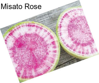 Misato Rose
