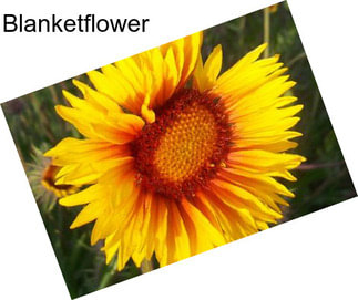 Blanketflower