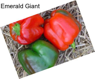 Emerald Giant