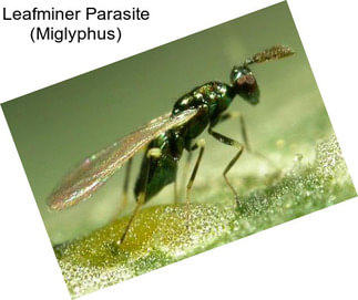 Leafminer Parasite (Miglyphus)