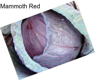 Mammoth Red