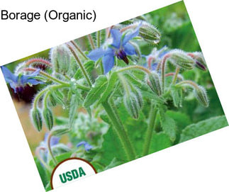 Borage (Organic)