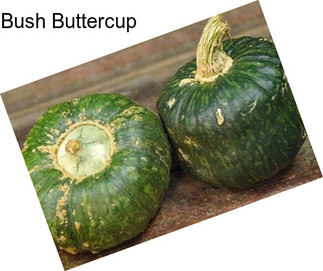 Bush Buttercup