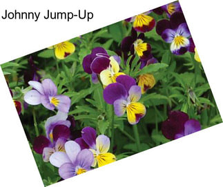 Johnny Jump-Up