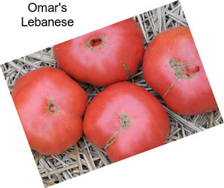 Omar\'s Lebanese