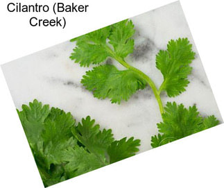 Cilantro (Baker Creek)