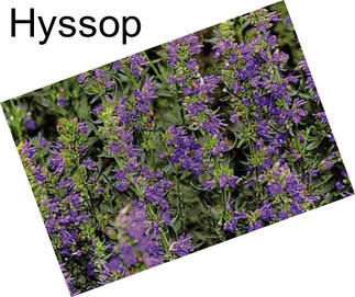 Hyssop