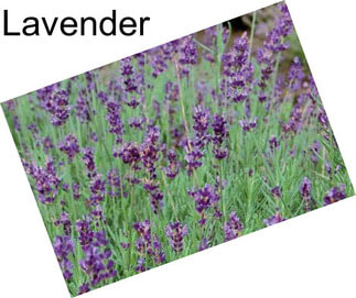 Lavender