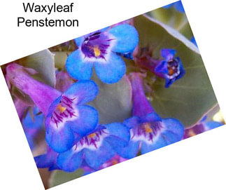 Waxyleaf Penstemon