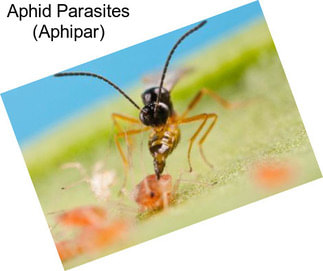 Aphid Parasites (Aphipar)
