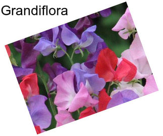 Grandiflora