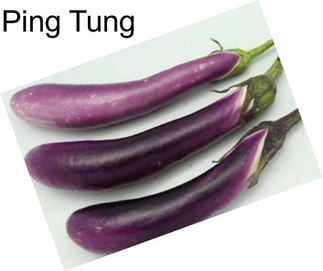 Ping Tung