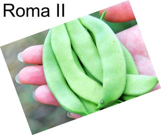 Roma II