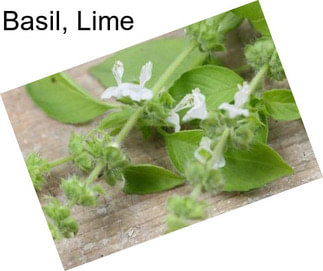 Basil, Lime