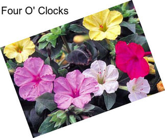 Four O\' Clocks