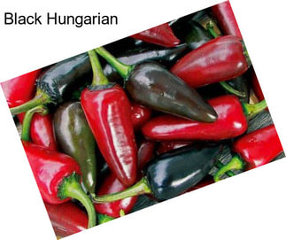 Black Hungarian