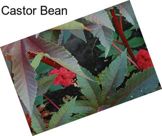 Castor Bean