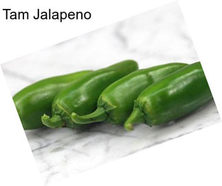 Tam Jalapeno