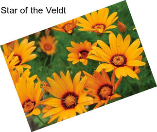 Star of the Veldt