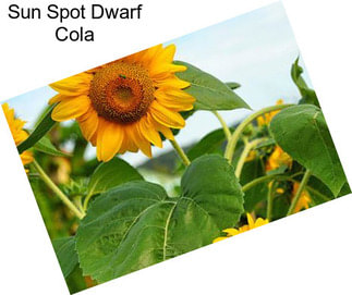 Sun Spot Dwarf Cola