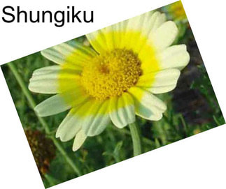 Shungiku