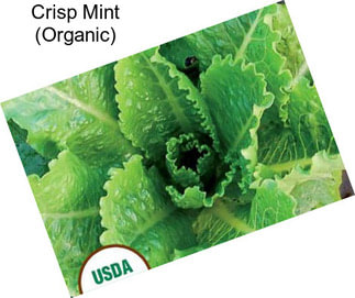 Crisp Mint (Organic)