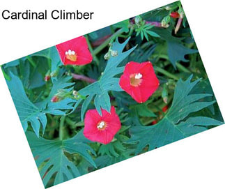 Cardinal Climber