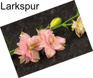 Larkspur