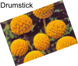 Drumstick