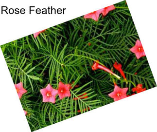 Rose Feather