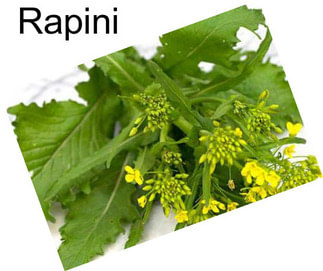 Rapini