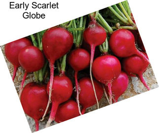 Early Scarlet Globe