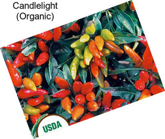 Candlelight (Organic)