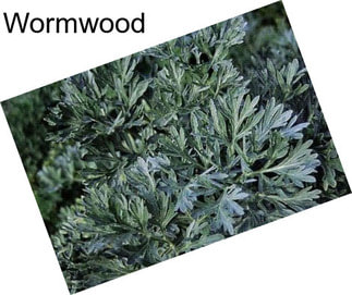 Wormwood