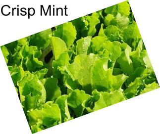 Crisp Mint