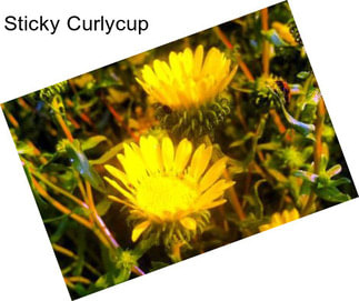 Sticky Curlycup