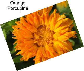 Orange Porcupine