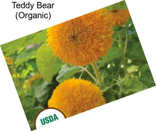 Teddy Bear (Organic)