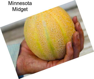 Minnesota Midget