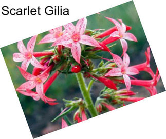 Scarlet Gilia