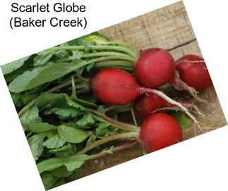 Scarlet Globe (Baker Creek)