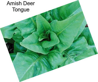 Amish Deer Tongue