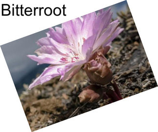 Bitterroot