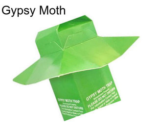 Gypsy Moth